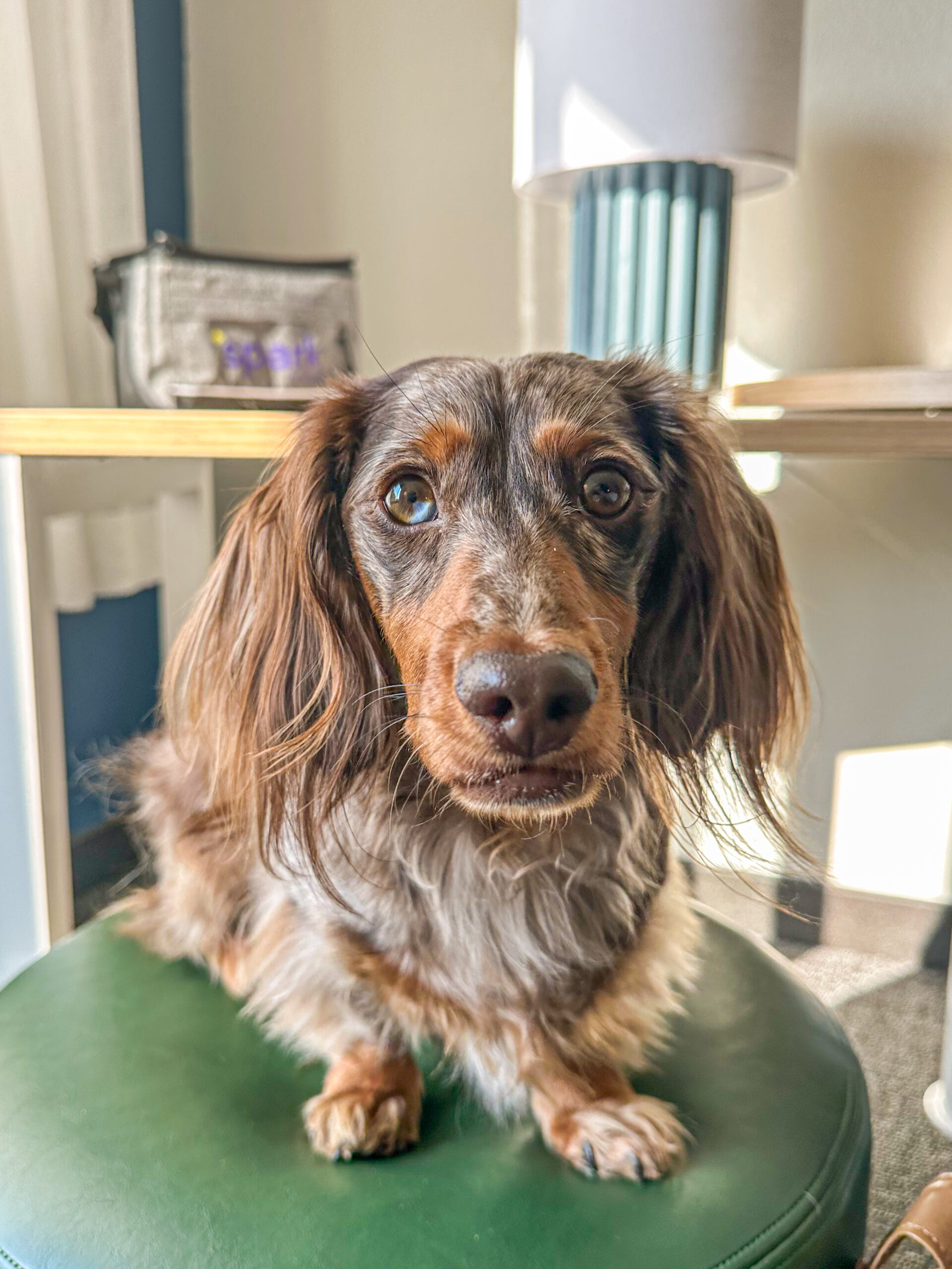 Dog sitting on cushioned stool at Spark by Hilton